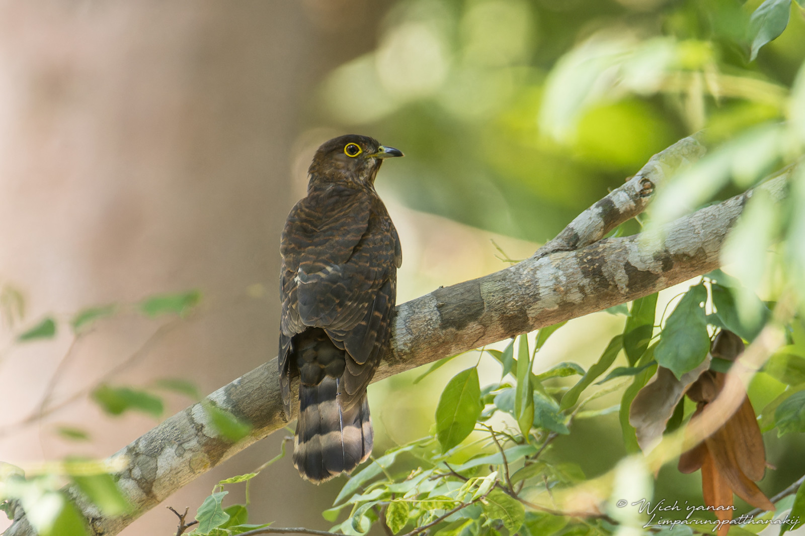 image Hodgson's Hawk-Cuckoo
